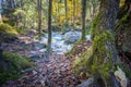 Magical Forest at Lake Hintersee with Creek Ramsauer Ache - HDR image. National Park Berchtesgadener Land, Germany