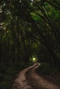 Magical forest path with sun rays in background. Road in the green wood in the evening light Royalty Free Stock Photo