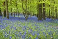 Magical forest and wild bluebell flowers Royalty Free Stock Photo