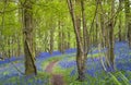 Magical forest and wild bluebell flowers Royalty Free Stock Photo
