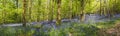 Magical forest and wild bluebell flowers