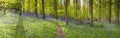 Magical forest and wild bluebell flowers Royalty Free Stock Photo