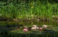 Magical garden pond with blooming water lilies and lotuses. Flowers and pond plants are reflected in water surface of pond