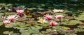 Magical garden pond with pink and white blooming water lilies and lotus flower Marliacea Rosea after rain. Close-up of nympheas