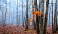 magical gate in a mysterious forest with fog