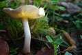 Magical glowing mushroom blooming in Autumn