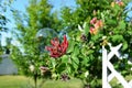 Magical glycerin bubble on unopened Honeysuckle flower bud cluster