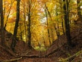 Magical Golden Forest in Hessen, Germany, during Autumn
