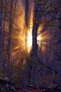 Magical golden light shining through fog in a dreamy mystical autumn forest