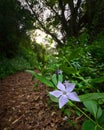 Magical green fairytale forest at sunset. Close up of a purple flower. Royalty Free Stock Photo