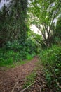 Magical green fairytale forest at sunset. Mystic atmosphere. Royalty Free Stock Photo