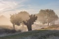 Misty Richmond Park with early morning sun rays. Royalty Free Stock Photo