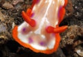 Magical Hypselodoris Royalty Free Stock Photo