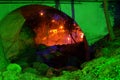 Magical illuminated rockery and a tunnel in a park