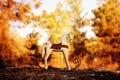 Magical image of vintage rocking horse in the forest at sunset Royalty Free Stock Photo