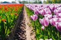 Magical landscape with fantastic beautiful tulips field in Netherlands on spring. Blooming multicolor dutch tulip fields