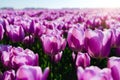 Magical landscape with fantastic beautiful tulips field in Netherlands on spring. Blooming multicolor dutch tulip fields