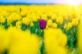 Magical landscape with fantastic beautiful tulips field in Netherlands on spring. Blooming multicolor dutch tulip fields