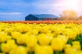 Magical landscape with fantastic beautiful tulips field in Netherlands on spring. Blooming multicolor dutch tulip fields Royalty Free Stock Photo