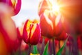 Magical landscape with fantastic beautiful tulips field in Netherlands on spring. Blooming multicolor dutch tulip fields Royalty Free Stock Photo