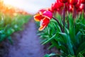 Magical landscape with fantastic beautiful tulips field in Netherlands on spring. Blooming multicolor dutch tulip fields Royalty Free Stock Photo