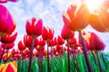 Magical landscape with fantastic beautiful tulips field in Netherlands on spring. Blooming multicolor dutch tulip fields Royalty Free Stock Photo