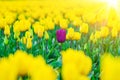 Magical landscape with fantastic beautiful tulips field in Netherlands on spring. Blooming multicolor dutch tulip fields Royalty Free Stock Photo