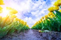 Magical landscape with fantastic beautiful tulips field in Netherlands on spring. Blooming multicolor dutch tulip fields Royalty Free Stock Photo