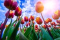 Magical landscape with fantastic beautiful tulips field in Netherlands on spring. Blooming multicolor dutch tulip fields Royalty Free Stock Photo