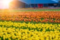 Magical landscape with fantastic beautiful tulips field in Netherlands on spring. Blooming multicolor dutch tulip fields Royalty Free Stock Photo