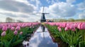 Magical landscape with fantastic beautiful tulips field in Netherlands on spring. Blooming multicolor dutch tulip fields Royalty Free Stock Photo