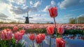 Magical landscape with fantastic beautiful tulips field in Netherlands on spring. Blooming multicolor dutch tulip fields Royalty Free Stock Photo