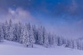 Magical landscape of mountains in winter. Fantastic morning glowing by sunlight. View of snow-covered forest trees. Background of