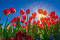 A magical landscape with the sun over a tulip field from low perspective.