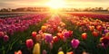 A magical landscape with sunrise over tulip field in the Netherlands Royalty Free Stock Photo