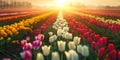 A magical landscape with sunrise over tulip field in the Netherlands Royalty Free Stock Photo