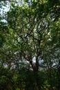 A magical long tree with many expanding branches with stunning green leaves, Trent Park, Il