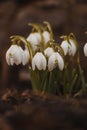 Magical Leucojum vernum grows in ideal black soil. The child of mother nature. A group of spring snowflakes in spring