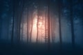 Magical light in dark mysterious woods with fog Royalty Free Stock Photo