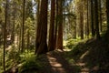 Magical Light Over a Sequoia Forest in Summer Royalty Free Stock Photo