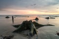 Magical light during sunset with root and mangrove stump at low tide water Royalty Free Stock Photo