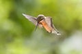 Magical Little Hummingbird In Flight Royalty Free Stock Photo