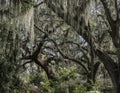 Magical Live Oak Forest dripping with Moss Royalty Free Stock Photo