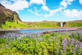 Magical majestic dramatic scenic landscape with lupine flowers on background of waterfall Skogafoss in Iceland. Exotic countries.