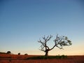 The Magical Mango Tree