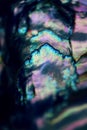 Magical mermaid scales - macro iridescent abalone shell vertical Royalty Free Stock Photo