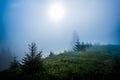 Magical mesmerizing landscape of young fir covered in thick fog