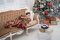 Magical moment. Excited before christmas night. Happy new year. Family holiday. Christmas tree and presents. Dreaming Royalty Free Stock Photo