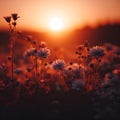 Magical Moment with Flowers Bathed in the First Rays of Sun Royalty Free Stock Photo