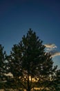 Magical moment. gorgeous fir tree at sunset